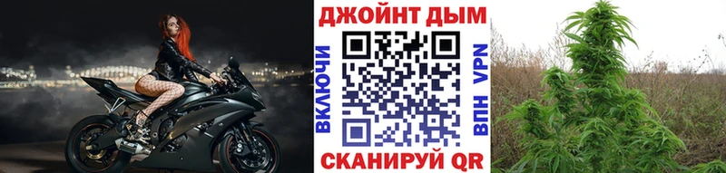 Каннабис план  Шагонар 